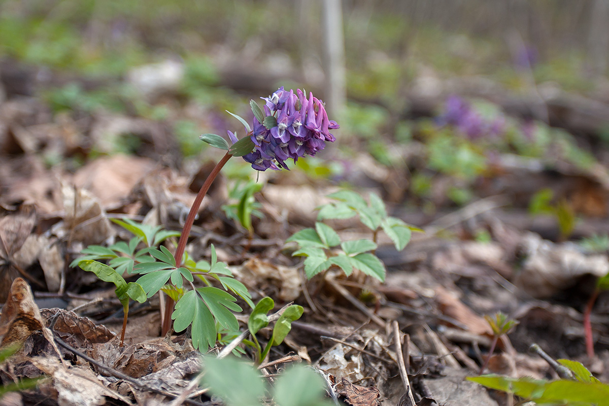 Image of Corydalis solida specimen.
