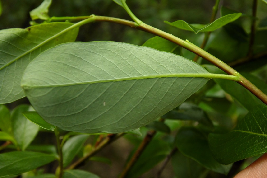 Image of Salix phylicifolia specimen.