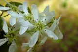 Amelanchier alnifolia