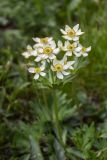 Anemonastrum biarmiense. Верхушка цветущего растения. Свердловская обл., Карпинский городской округ, гора Серебрянский Камень, зона горной тундры на выс. 1100-1280 м н.у.м. 18.07.2015.