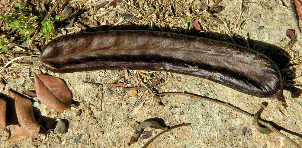 Image of Ceratonia siliqua specimen.