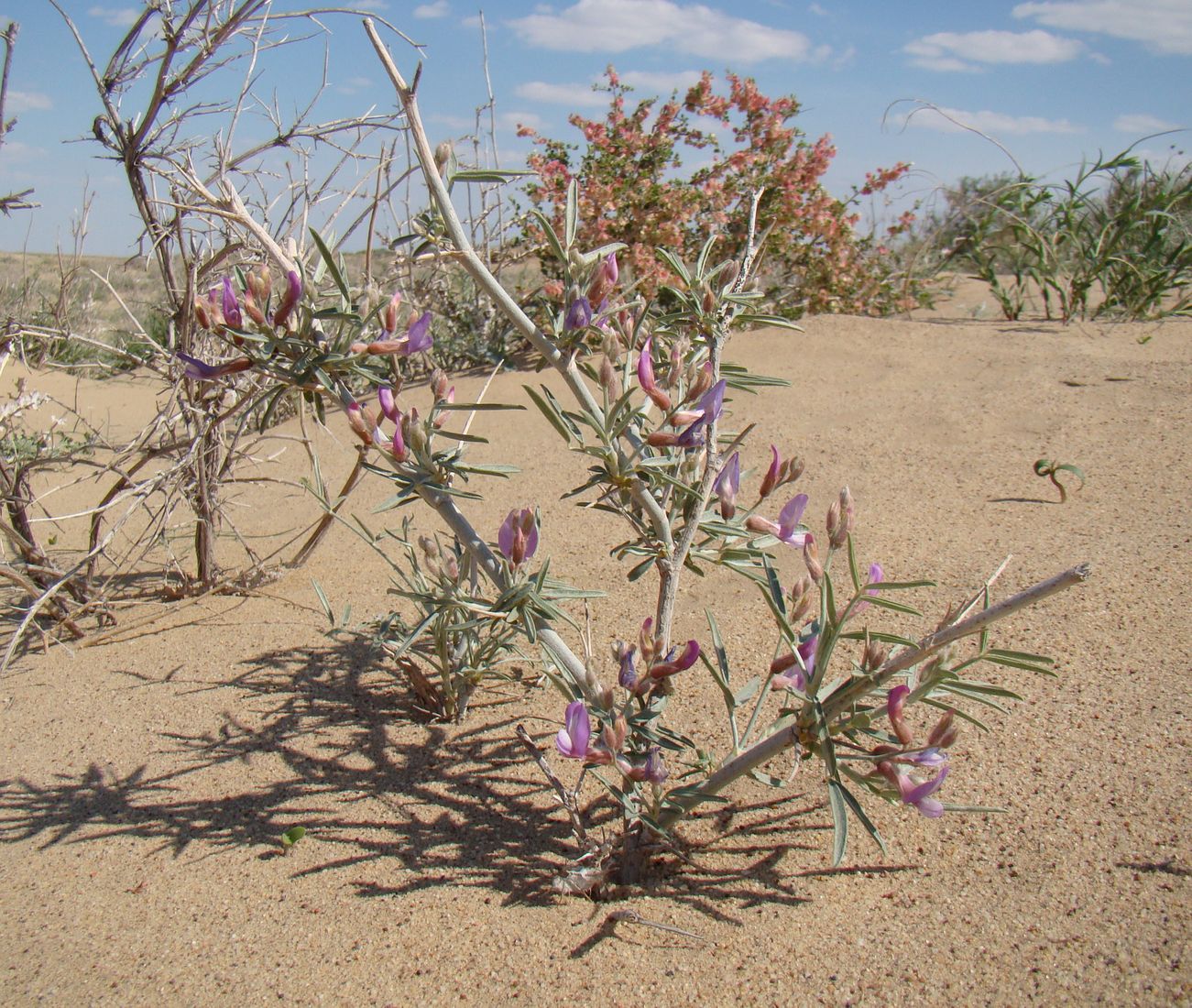 Image of Astragalus brachypus specimen.