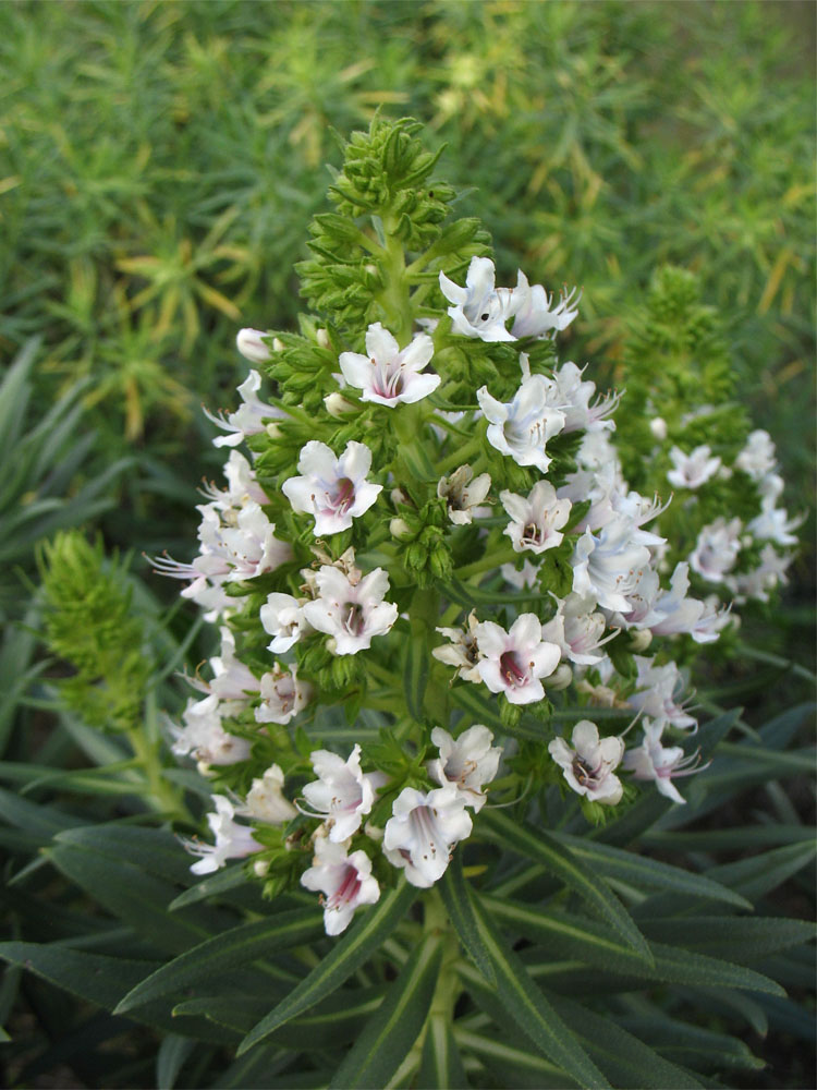 Изображение особи Echium decaisnei.