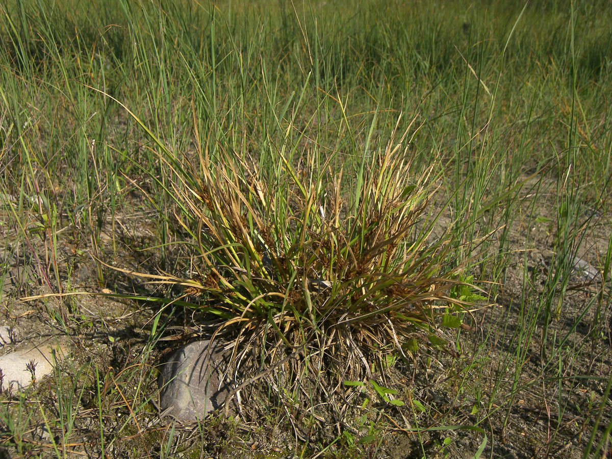 Image of Carex hordeistichos specimen.