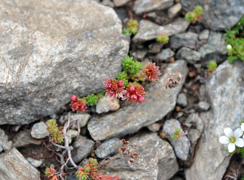 Изображение особи Sedum tenellum.