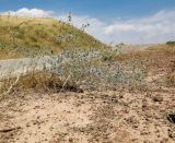 Eryngium creticum. Цветущее растение на обочине дороги. Израиль, Голанские высоты, долина Габаха. 16.06.2015.