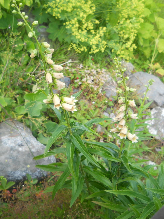 Изображение особи Digitalis ciliata.