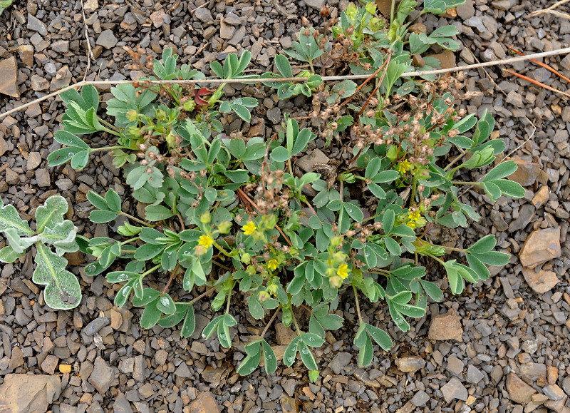 Изображение особи Sibbaldia parviflora.