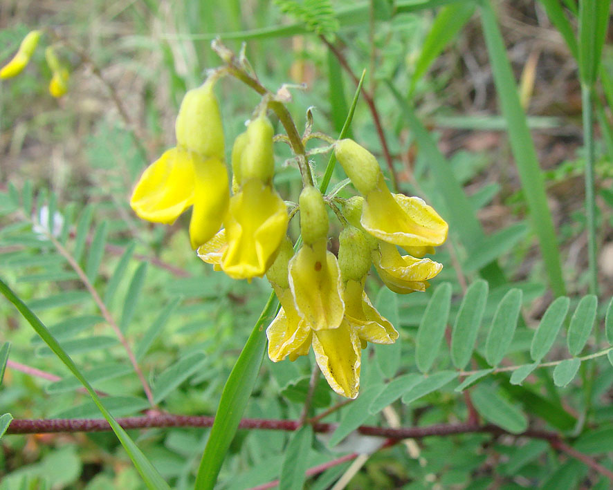 Image of Astragalus membranaceus specimen.