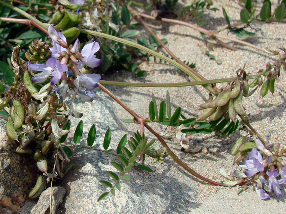 Image of Astragalus alpinus specimen.