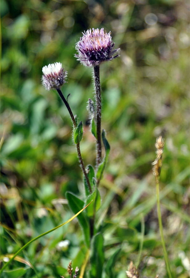 Image of Erigeron eriocalyx specimen.