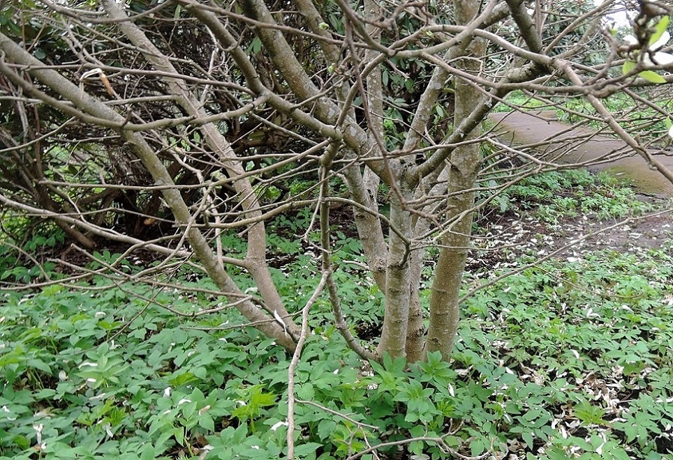 Image of Magnolia stellata specimen.