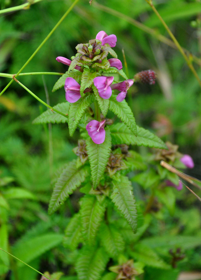 Image of Pedicularis resupinata specimen.