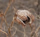 Datura stramonium