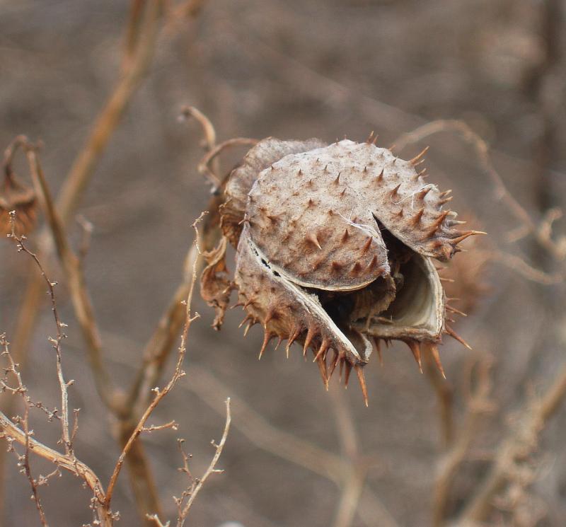 Изображение особи Datura stramonium.