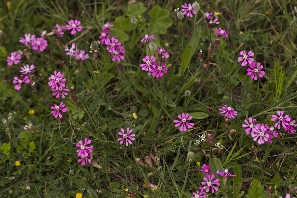 Image of Silene colorata specimen.