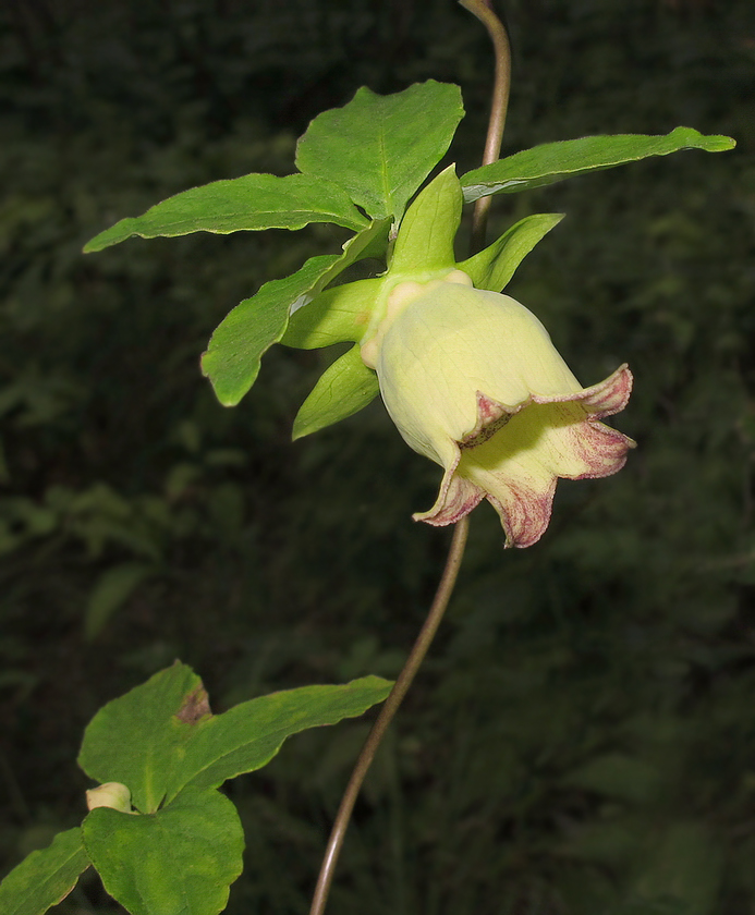 Изображение особи Codonopsis lanceolata.