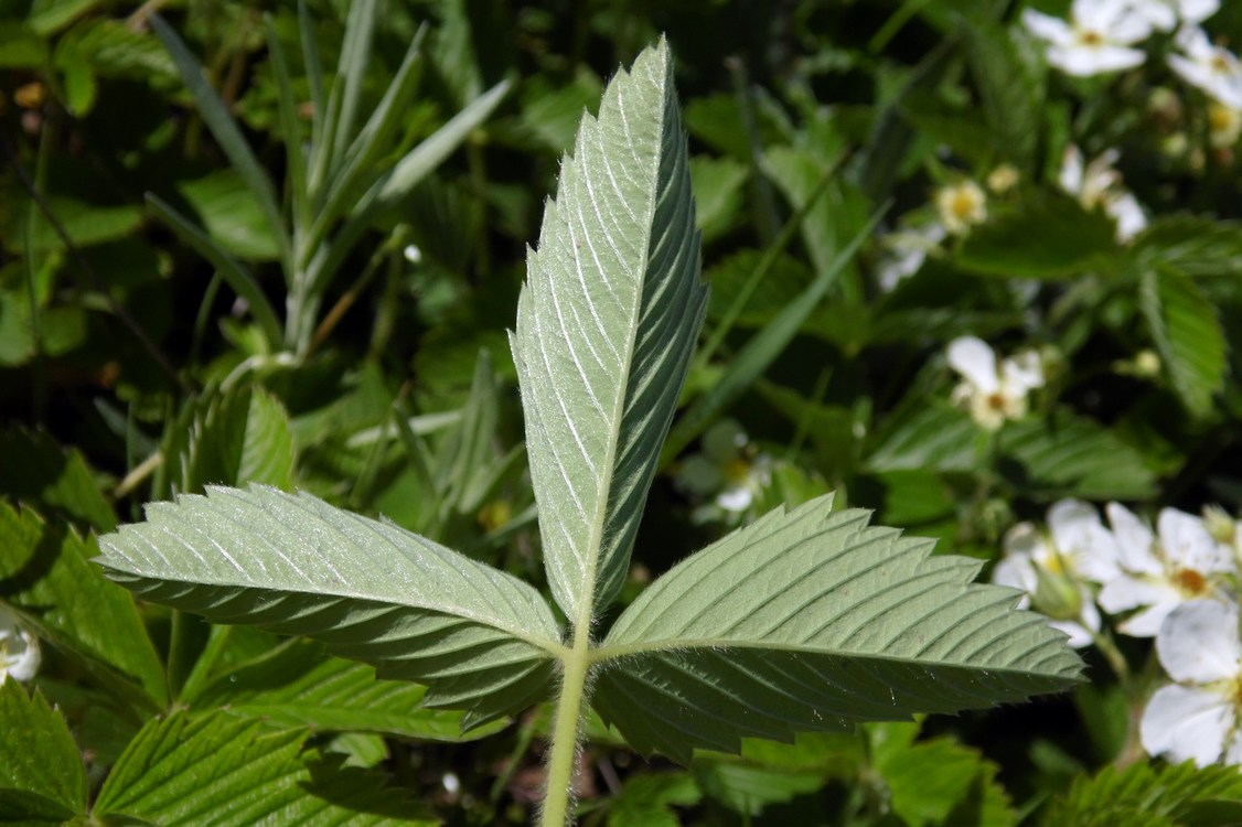 Image of Fragaria campestris specimen.