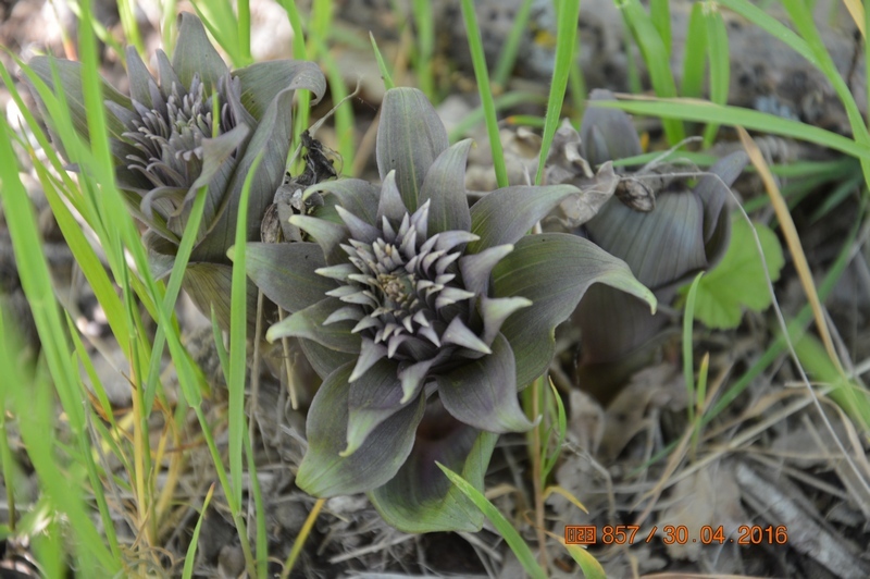 Image of Epipactis condensata specimen.