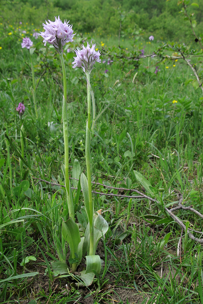 Изображение особи Neotinea tridentata.