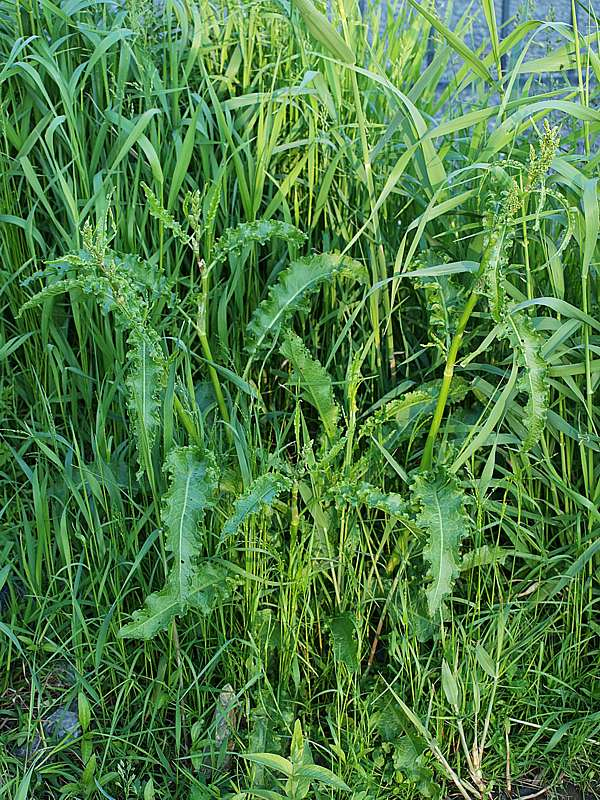 Image of Rumex crispus specimen.