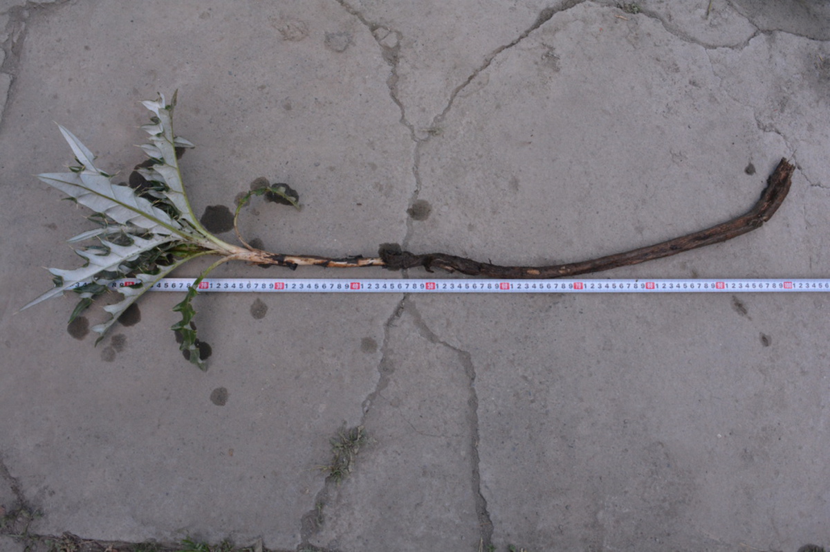 Image of familia Asteraceae specimen.