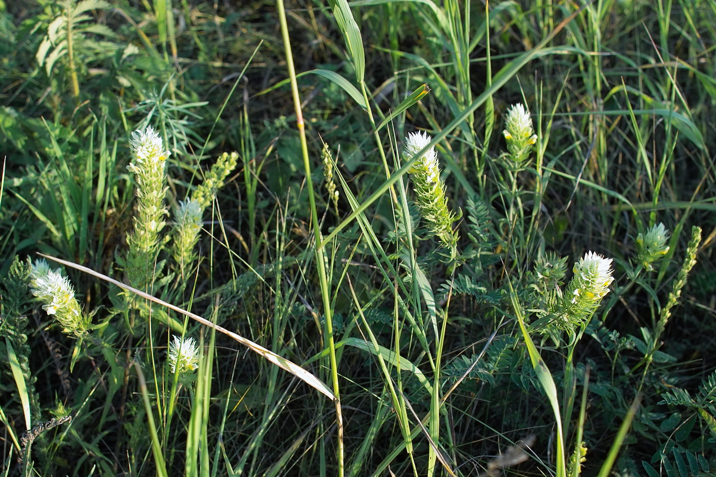 Image of Melampyrum argyrocomum specimen.