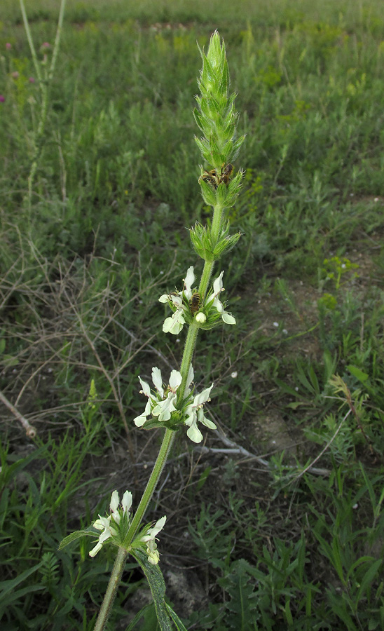 Image of Stachys atherocalyx specimen.