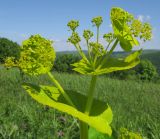 Smyrnium perfoliatum. Верхушка отцветающего и плодоносящего растения. Краснодарский край, м/о г. Геленджик, хр. Маркотх, гора Иорданова, выс. ≈ 650 м н.у.м., горный луг. 21.05.2016.