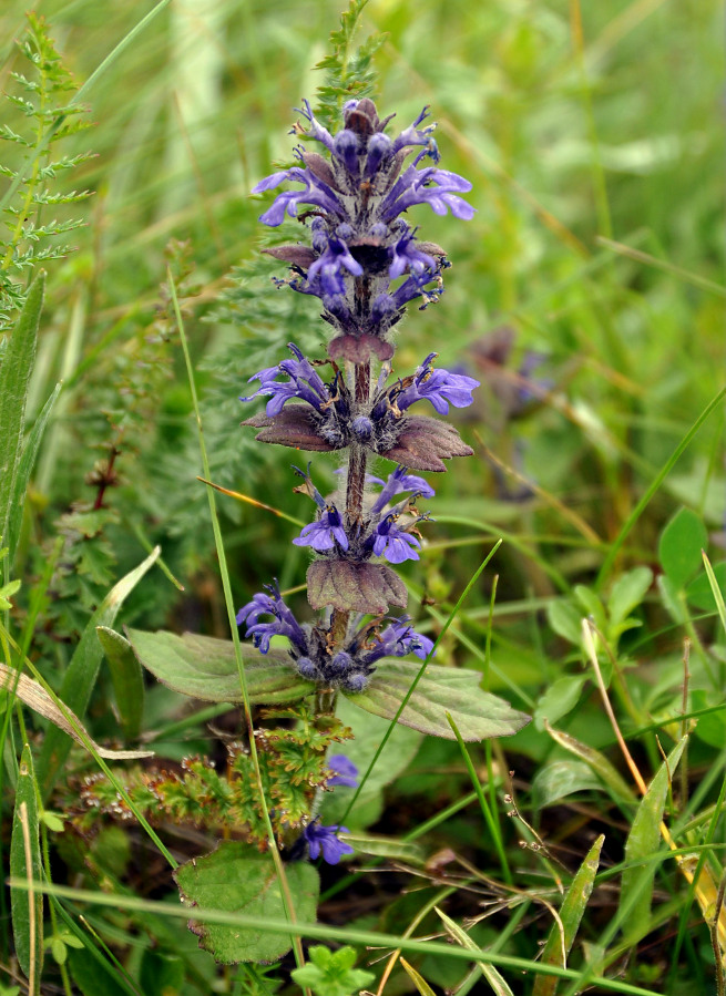 Изображение особи Ajuga genevensis.