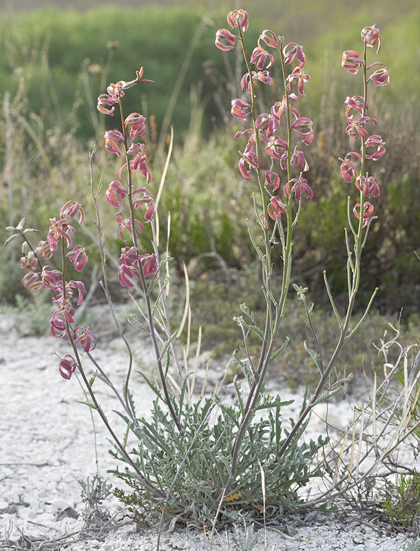 Image of Matthiola fragrans specimen.