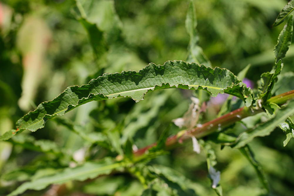 Изображение особи Rumex crispus.