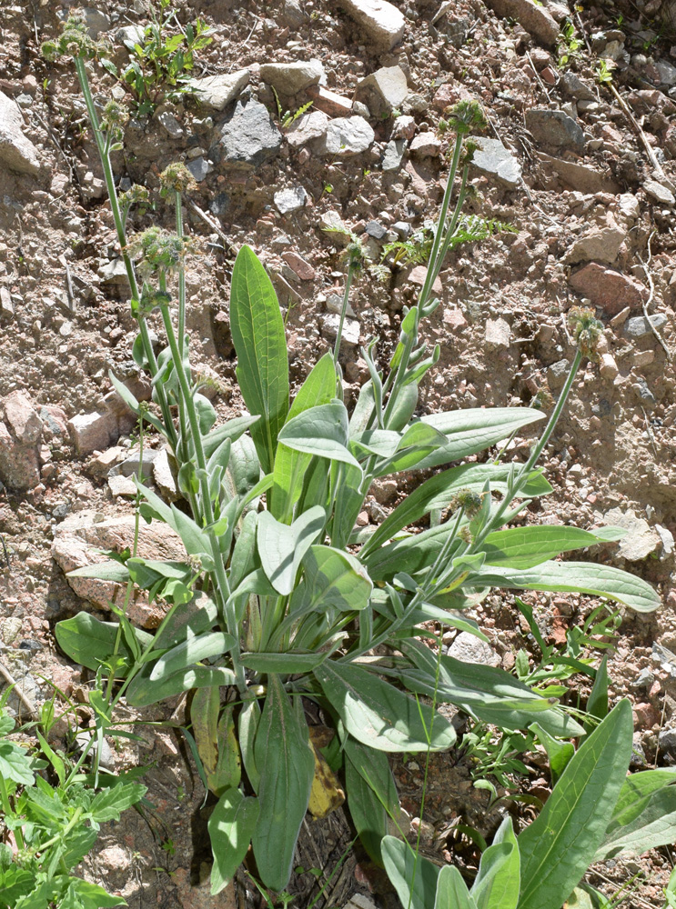 Изображение особи Solenanthus karateginus.