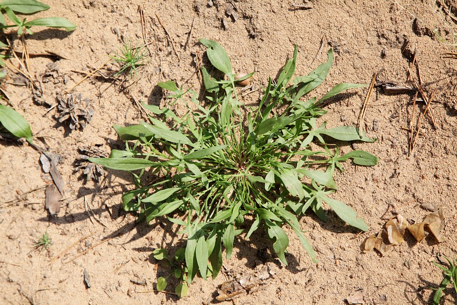 Image of Rumex acetosella specimen.