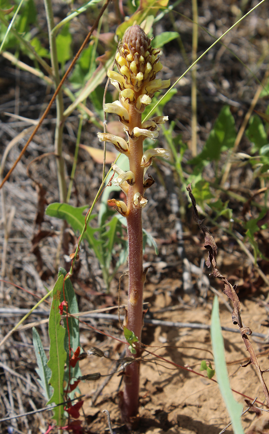 Image of Orobanche grenieri specimen.