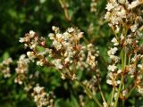 Aconogonon jurii