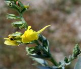 Linaria genistifolia. Верхушка цветущего побега. Украина, Херсонская обл., Голопристанский р-н, Черноморский биосферный заповедник, о-в Тендровская Коса, Белые Кучугуры. 25 мая 2007 г.