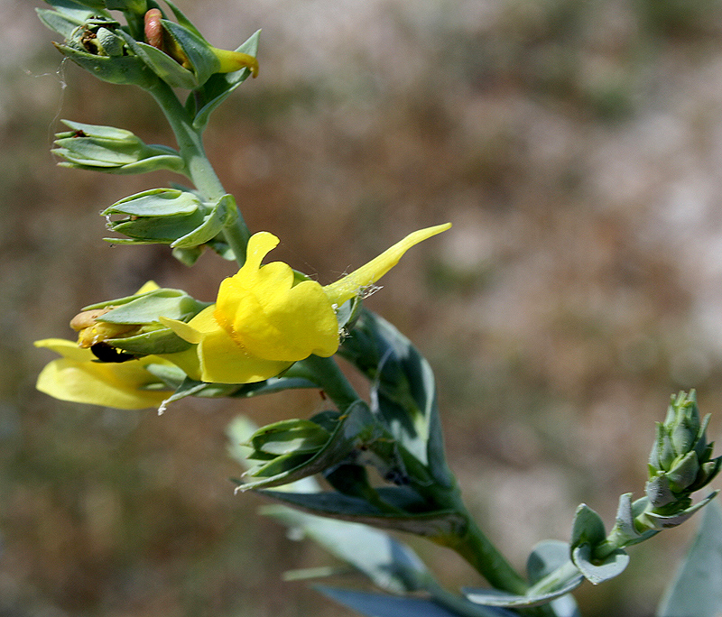 Изображение особи Linaria genistifolia.