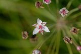 Butomus umbellatus