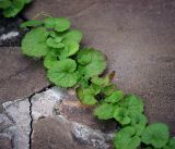 Glechoma hederacea. Побег в трещине плиточного покрытия. Московская обл., Раменский р-н, окр. дер. Хрипань, садовый участок. 31.08.2016.
