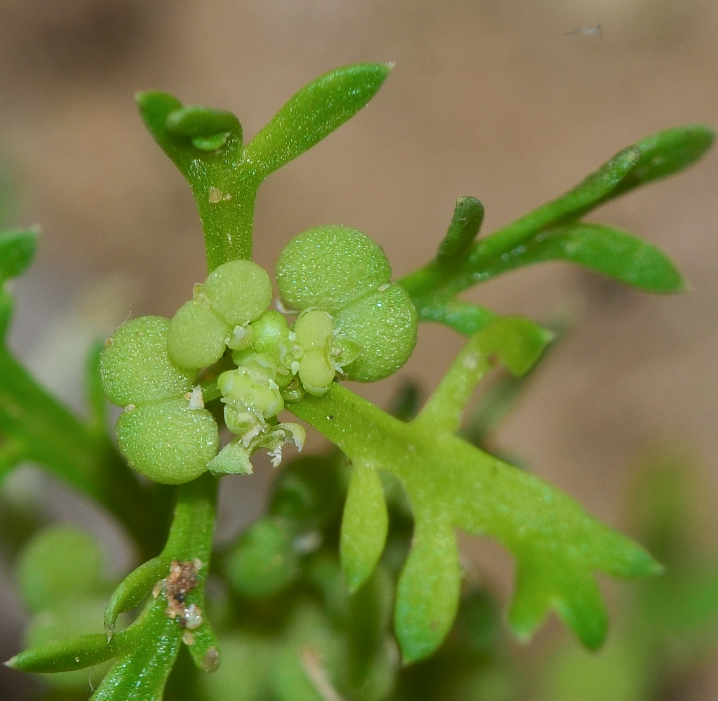 Изображение особи Coronopus didymus.