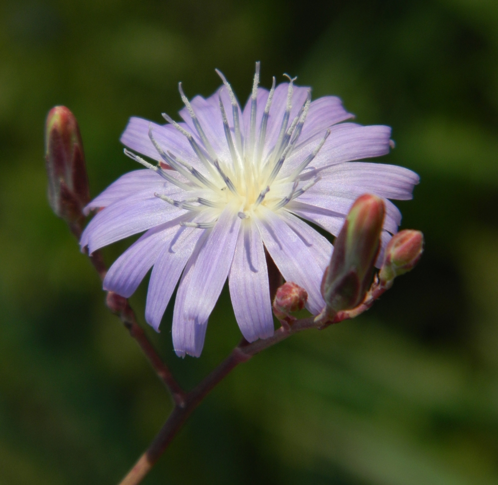 Image of Lactuca tatarica specimen.