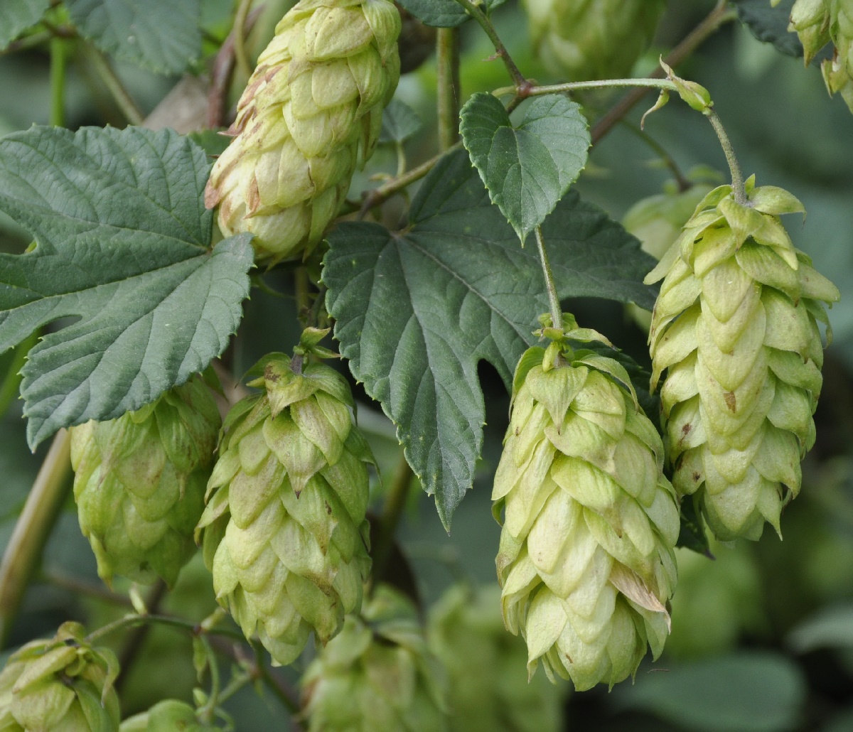 Изображение особи Humulus lupulus.