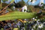 Image of taxon representative. Author is Евгений Пахомов