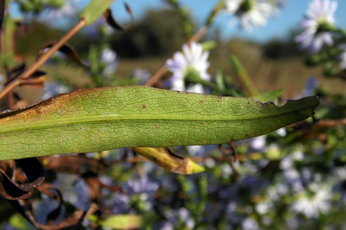 Image of Symphyotrichum × versicolor specimen.