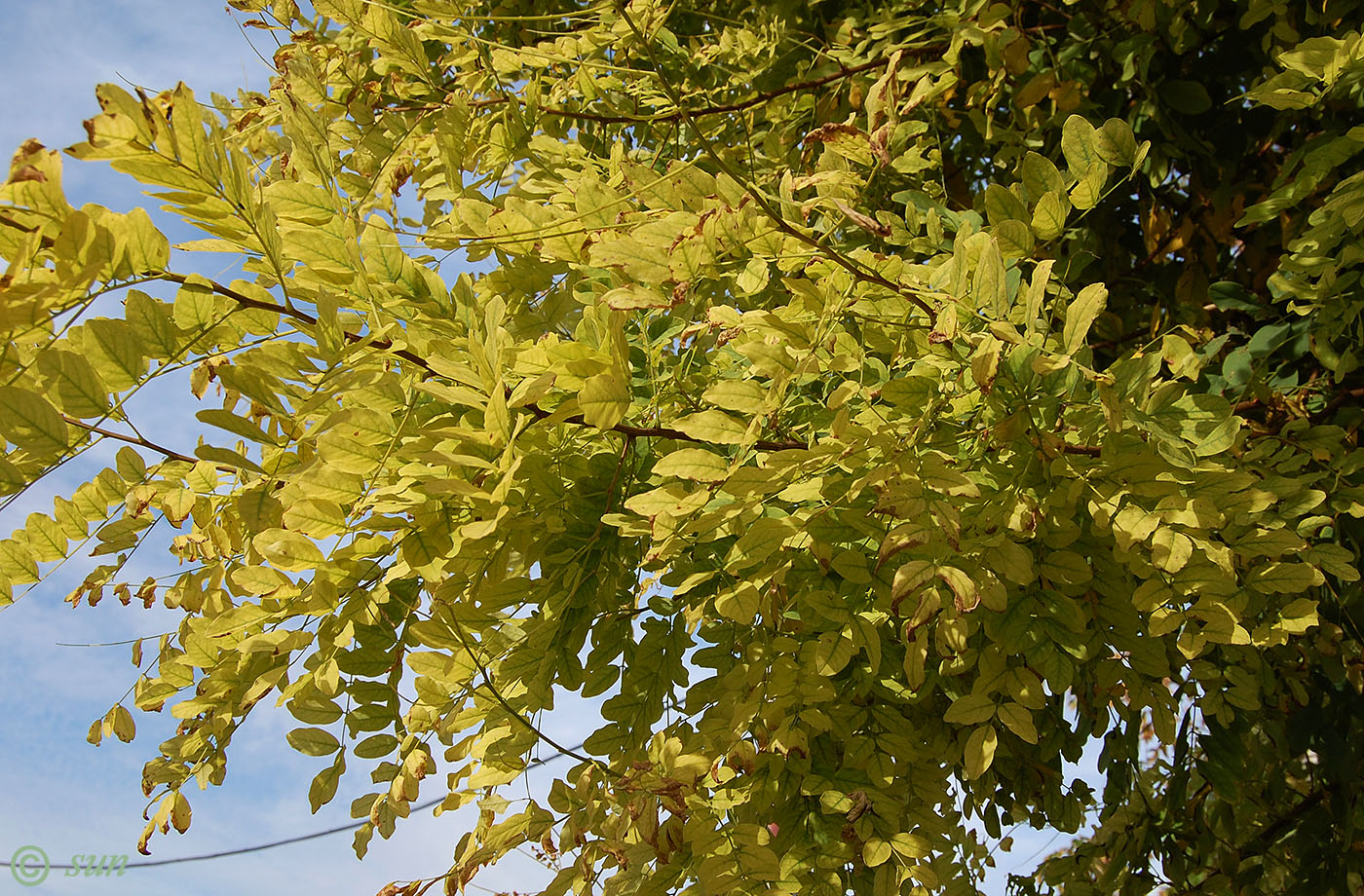 Изображение особи Robinia pseudoacacia.