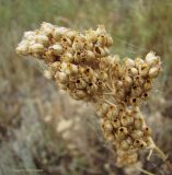 Silene wolgensis