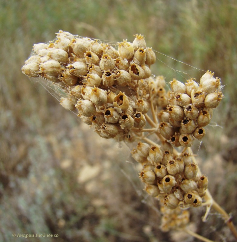 Image of Silene wolgensis specimen.