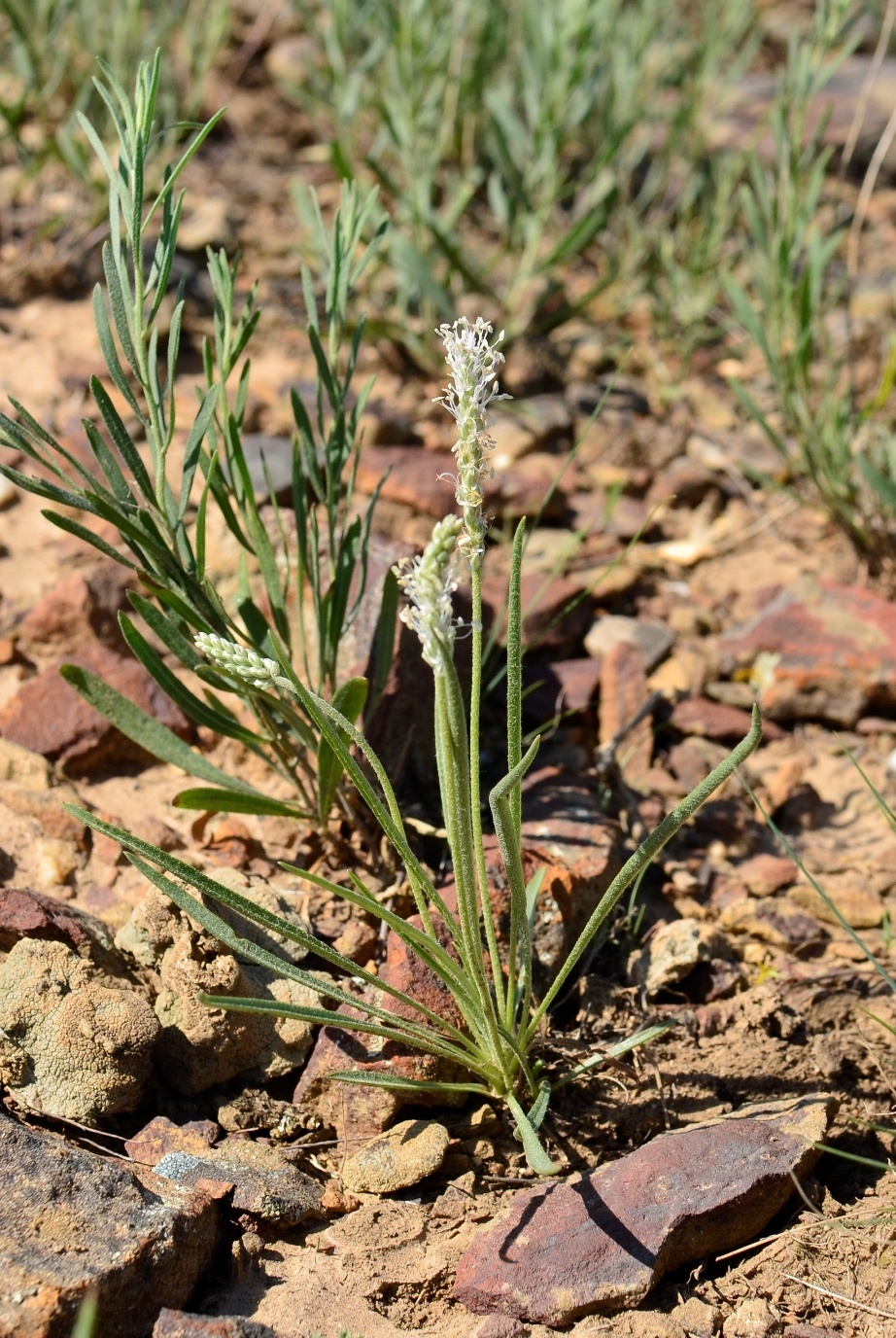 Изображение особи Plantago krascheninnikovii.