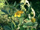 Geum aleppicum